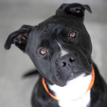 Havoc (MY26-11) -  Staffordshire Bull Terrier Dog for Adoption in Peyton, Colorado - Havoc (MY26-11) | PetCurious