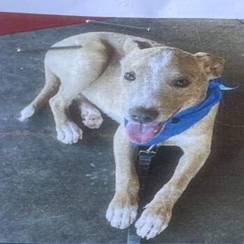 Bugs -  Basset Hound and Cattle Dog Dog for Adoption in Reno, Nevada - Bugs | PetCurious