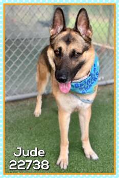 JUDE -  German Shepherd Dog Dog for Adoption in Marietta, Georgia - JUDE | PetCurious