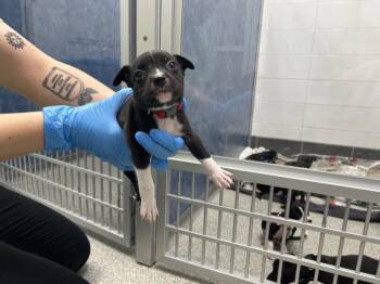GEORGE MICHAEL -  Chihuahua and Pit Bull Terrier Dog for Adoption in Loveland, Colorado - GEORGE MICHAEL | PetCurious