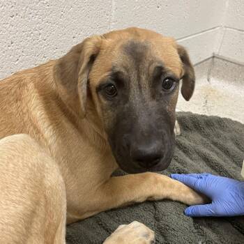 Nuko -  German Shepherd Dog and Mixed Breed Dog for Adoption in Murray, Utah - Nuko | PetCurious