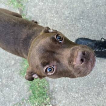 Ginger Spice -  Pit Bull Terrier Dog for Adoption in Waldorf, Maryland - Ginger Spice | PetCurious
