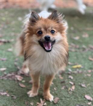 Pomeranian Dogs Available for Adoption in Garland, Texas - Minnie | PetCurious