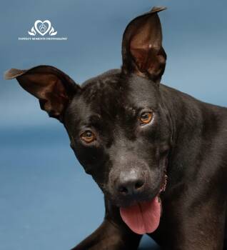 Rescue Labrador Retriever and Chihuahua Dogs for Adoption in Houston, Texas - Raven | PetCurious