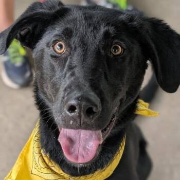 Flash -  German Shepherd Dog and Labrador Retriever Dog for Adoption - Flash | PetCurious