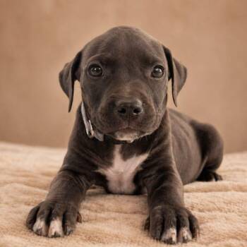 American Bully Dogs Available for Adoption in Miami, Florida - Nezuko | PetCurious