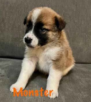Rescue Australian Shepherd Dogs for Adoption in Thompson Falls, Montana - Monstar | PetCurious