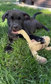 New Ross -  Black Labrador Retriever Dog for Adoption in Evergreen, Colorado - New Ross | PetCurious