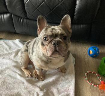 Rescue French Bulldog Dogs for Adoption in East Brunswick, New Jersey - Rifle | PetCurious