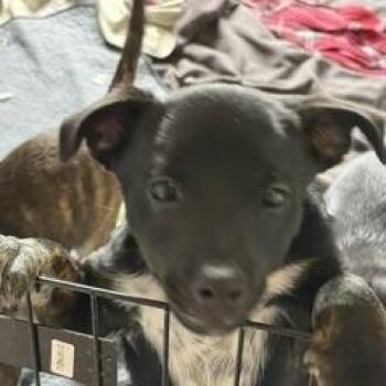 Chihuahua Dogs Available for Adoption in Stuarts Draft, Virginia - Jason | PetCurious