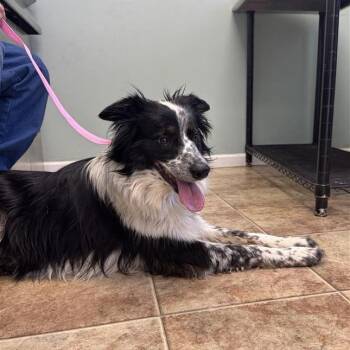 Sailor -  Mixed Breed Dog for Adoption in Bentonville, Arkansas - Sailor | PetCurious