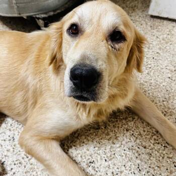 Liberty -  Golden Retriever and Mixed Breed Dog for Adoption in Brownsboro, Alabama - Liberty | PetCurious
