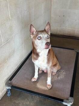 Daisy -  Husky Dog for Adoption in Port Lavaca, Texas - Daisy | PetCurious