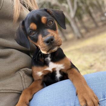 Boxer and American Bully Dogs Available for Adoption - Sadie* | PetCurious