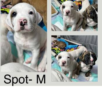 Boxer Dogs Available for Adoption - Spot | PetCurious