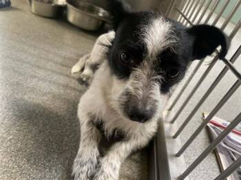 Cairn Terrier and Parson Russell Terrier Dogs Available for Adoption in Tustin, California - SPARKY | PetCurious