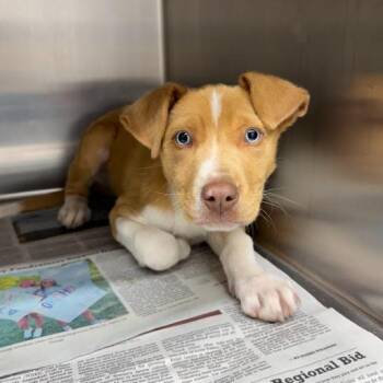 Catahoula Leopard Dog Dogs Available for Adoption - The Golden Ratio | PetCurious