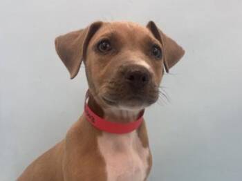 Daisy -  Coonhound and Mixed Breed Dog for Adoption in Golden Valley, Minnesota - Daisy | PetCurious
