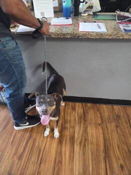 Coops -  Australian Shepherd Dog for Adoption in Mesa, Arizona - Coops | PetCurious