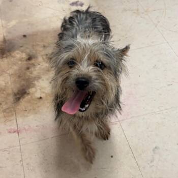 Mixed Breed Dogs Available for Adoption in Lake Jackson, Texas - Banks | PetCurious