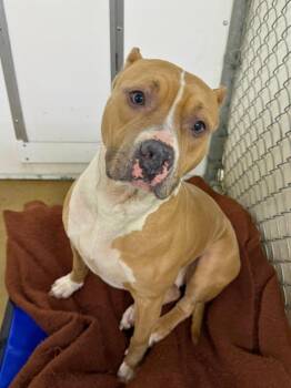 Pit Bull Terrier and Mixed Breed Dogs Available for Adoption - Darbie | PetCurious