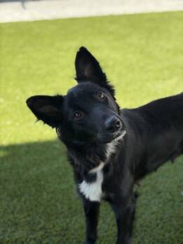 Mama June -  Border Collie and Mixed Breed Dog for Adoption in Fresno, California - Mama June | PetCurious