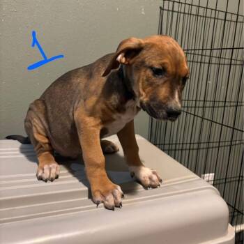 Doberman Pinscher and Boxer Dogs Available for Adoption - George | PetCurious