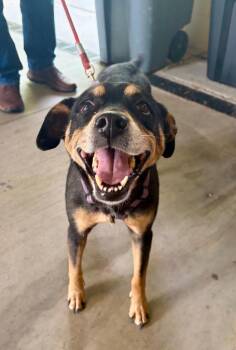 KatVonD -  Hound Dog for Adoption in Douglasville, Georgia - KatVonD | PetCurious