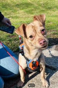 Chihuahua Dogs Available for Adoption - KEVIN Tinycauseadopt@gmail.com  | PetCurious