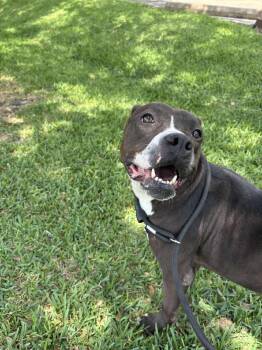 American Staffordshire Terrier Dogs Available for Adoption in Spring, Texas - Cherry | PetCurious