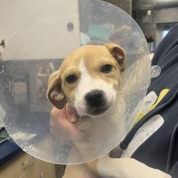 Hound Dogs Available for Adoption - Peeps | PetCurious