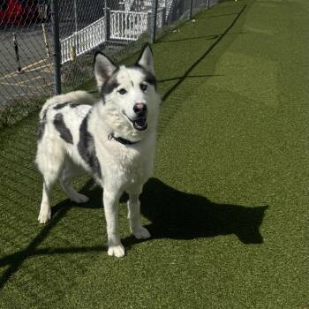 Siberian Husky Dogs Available for Adoption in Fall River, Massachusetts - Pepo | PetCurious