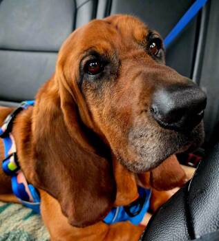 Sunny -  Basset Hound Dog for Adoption in Brookville, Ohio - Sunny | PetCurious