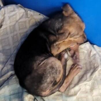 Mixed Breed Dogs Available for Adoption in Las Cruces, New Mexico - 106090 | PetCurious
