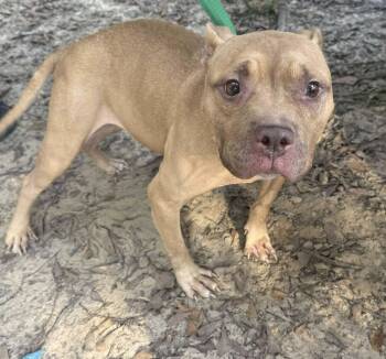 Rescue Pit Bull Terrier Dogs for Adoption in Troy, Alabama - Gypsy | PetCurious