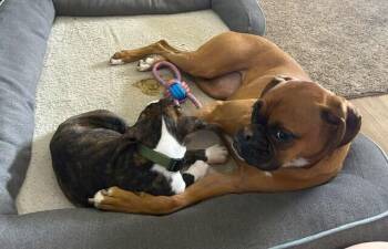 Mud -  Boxer Dog for Adoption in Hewitt, Texas - Mud | PetCurious