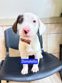 ML Donatello aka Hunter -  Hound and Mixed Breed Dog for Adoption in Warrenton, Missouri - ML Donatello Aka Hunter | PetCurious