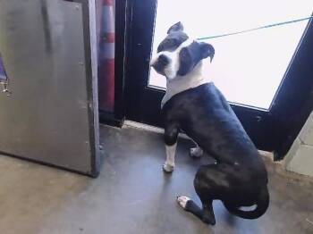 Pit Bull Terrier and Mixed Breed Dogs Available for Adoption - BOOMER | PetCurious