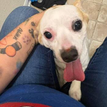 Chihuahua Dogs Available for Adoption - Rose Petal D10981 | PetCurious
