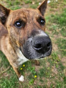 Gazpacho -  Plott Hound and Mixed Breed Dog for Adoption in Sherwood, Arkansas - Gazpacho | PetCurious
