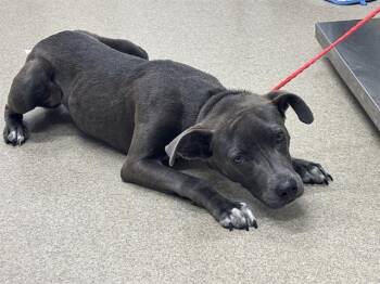 BONNIE -  American Staffordshire Terrier and Mixed Breed Dog for Adoption in Grand Prairie, Texas - BONNIE | PetCurious