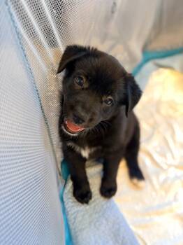 Vulture -  Husky and Shepherd Dog for Adoption in Phoenix, Arizona - Vulture | PetCurious