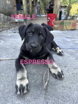 Autumn and Espresso -  Black Labrador Retriever Dog for Adoption in Jacksonville, Florida - Autumn And Espresso | PetCurious