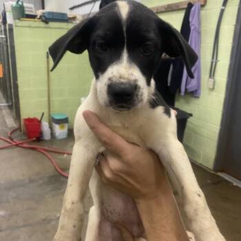 Valkyrie -  Mixed Breed Dog for Adoption in Corbin, Kentucky - Valkyrie | PetCurious