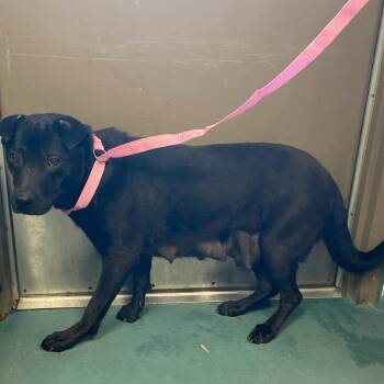 Mixed Breed Dogs Available for Adoption in Memphis, Tennessee - LUNA SKY | PetCurious