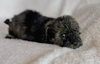 Miniature Dachshund and Miniature Poodle Dogs Available for Adoption in Iron Ridge, Wisconsin - Penelope | PetCurious