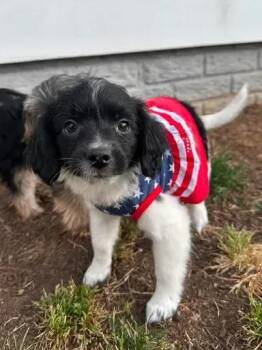 Crystal Geyser -  Beagle and Chihuahua Dog Available for Adoption in Dale City, Virginia - Crystal Geyser | PetCurious