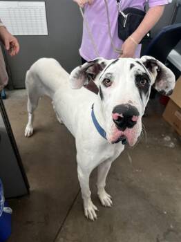BROOKS -  Mixed Breed Dog for Adoption in Dallas, Texas - BROOKS | PetCurious