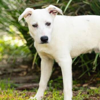 OLLIE -  Australian Shepherd and Mixed Breed Dog for Adoption in Camarillo, California - OLLIE | PetCurious