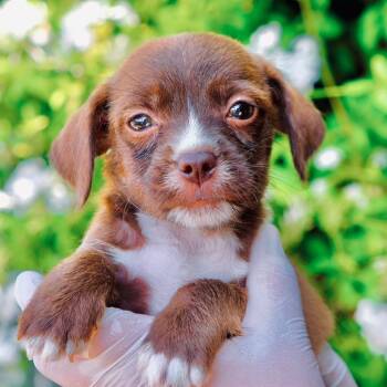 Taro -  Yorkshire Terrier and Dachshund Dog for Adoption in San Diego, California - Taro | PetCurious